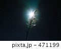 穂 ススキ 昼