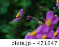シュウメイギク