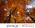 白神山地　ブナの紅葉