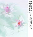 Water Lily. Ⅰ