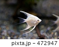 エンゼルフィッシュ