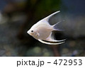 エンゼルフィッシュ エンゼルフィッシュ