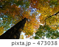 白神のブナ紅葉