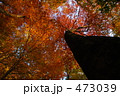 白神マザーツリー紅葉