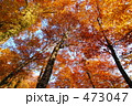 白神山地ぶなの紅葉