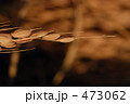 籾