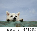 眺める