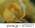 黄色いバラ
