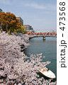 大川沿いの桜。