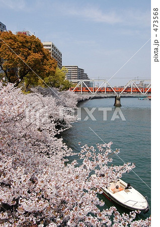 「大川沿いの桜。」の写真素材 「大川沿いの桜。」の写真素材
