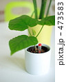 テーブルの観葉植物