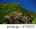 山と桜１