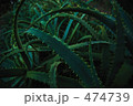 アロエ