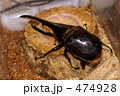 ヘラクレスオオカブト