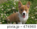 コーギー子犬