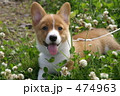 コーギー仔犬