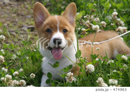 コーギー仔犬