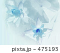 Water Lily. Ⅱ 