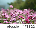 華やぎ