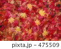 もみじ
