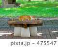 眠る猫