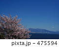 由比の桜１
