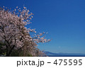 由比の桜２