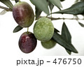 Greek Olive