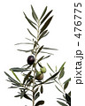 Greek Olive