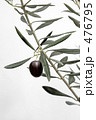 Greek Olive