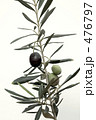 Greek Olive