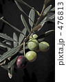 Greek Olive/Mauro