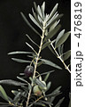 Greek Olive/Mauro