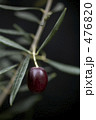 Greek Olive/Mauro