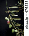 Greek Olive/Mauro