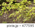 477595
