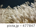比叡山のススキ