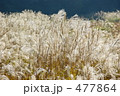 比叡山のススキ
