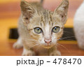 カンボジアの猫