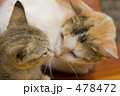 カンボジアの猫