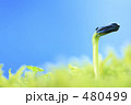 新芽