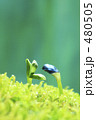 新芽