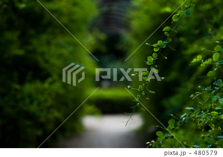 「Deep green」の写真素材 「Deep green」の写真素材