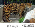 ジャガー