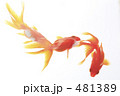 金魚