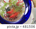 金魚鉢