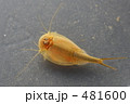 カブトエビ