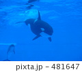 シャチです！