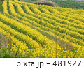 春の棚田