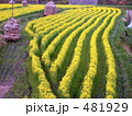 菜の花と積み藁２
